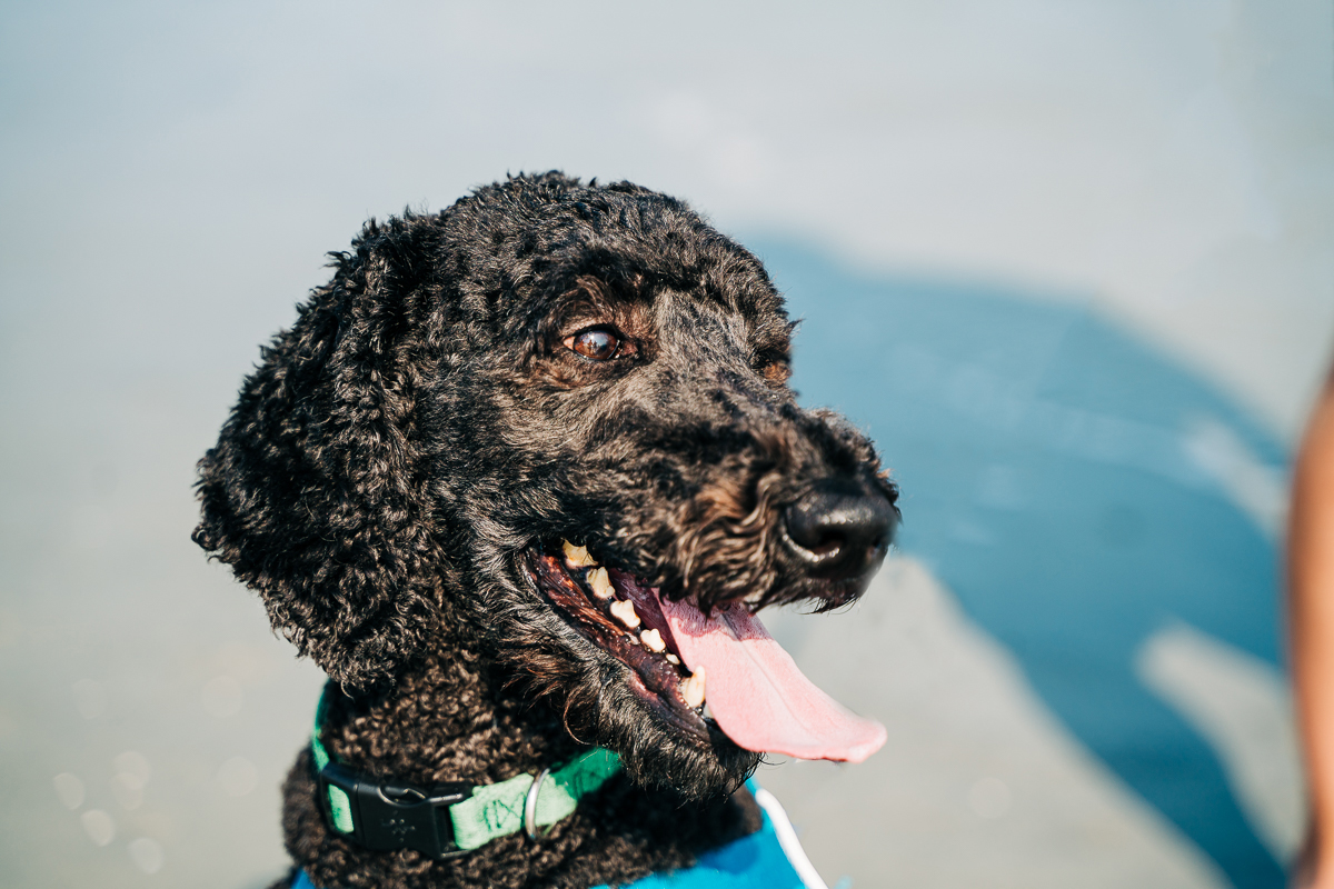 a dog smiles at the beach